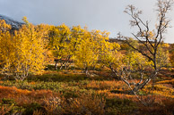 Landscapes Dovrefjell