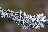 Lichen, mushrooms, moss