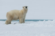 Svalbard Wildlife